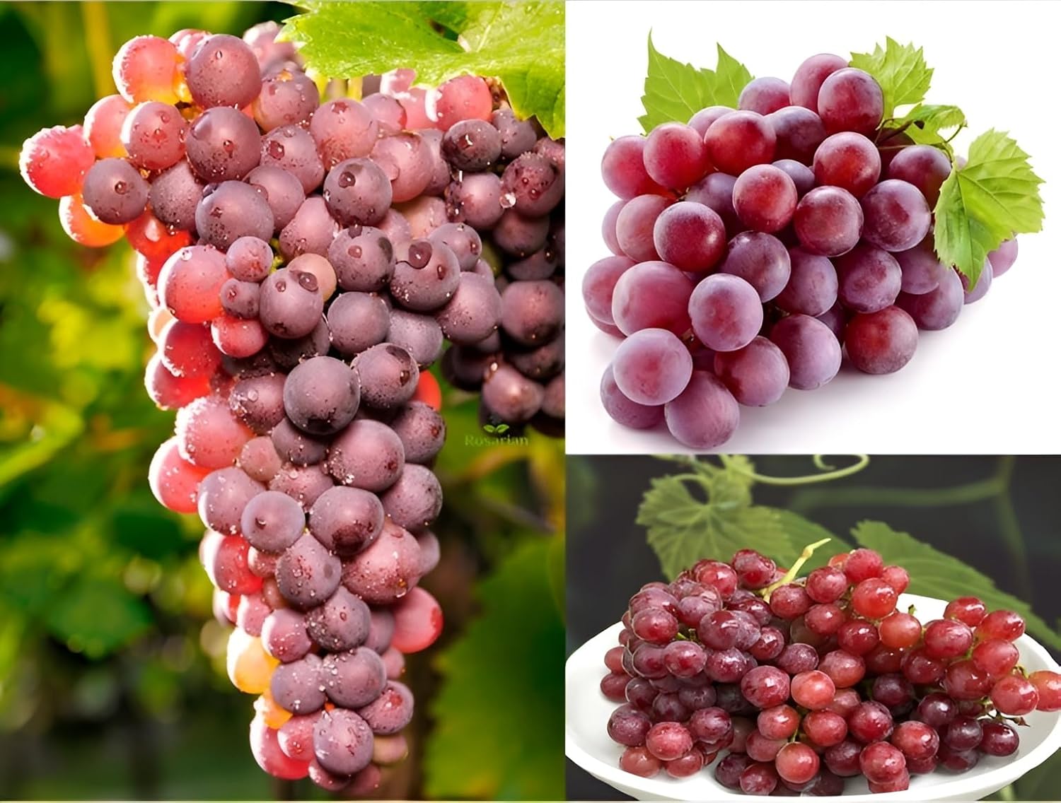 BRAZILIAN GRAPE TREE SEEDS PACK OF 2 Secondary image