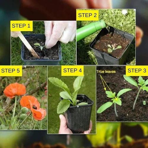 150 Variety Of Organic Flower Seeds And  Plant Growth Free Pack Of 1 Secondary image